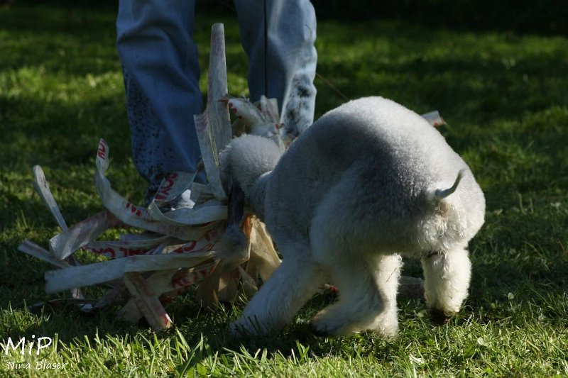 2010-10-03 Coursing-Training GE (35).jpg